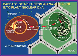 Image result for Rhizobium radiobacter, syn. Agrobacterium tumefaciens