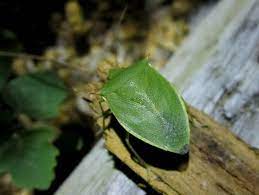 Refrain from posting bites unless you saw the bug biting the person. Green Leaf Like Bug With Horns Miami Fl Loxa Flavicollis Bugguide Net