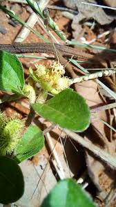 Image result for Acanthospermum australe
