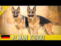 Yavru Alman Kurtlari Ile Oyun Zamani Youtube