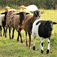 Schafe Seite 4 Von 6 Land Der Tiere