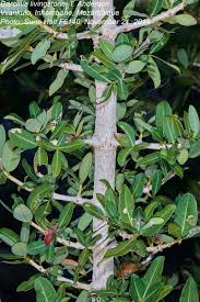 Image result for Garcinia livingstonei