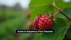 Image result for Raspberry spur blight