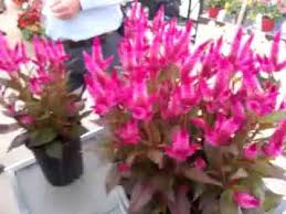 Spring Trials 2016 Kelos Atomic Celosa Spicata Youtube
