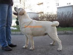 If you are looking to adopt or buy a labrador retriever take a look here! Good Show Quality Labrador Pups For Sale In Calicut