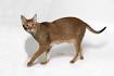 Chausie Cat Breed Information - Kittens For Sale - Cat ...