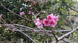 We did not find results for: Bunga Sakura Tengah Mekar Bulan Ini Saat Tepat Berwisata Ke Kebun Raya Cibodas Cianjur Tribun Cirebon