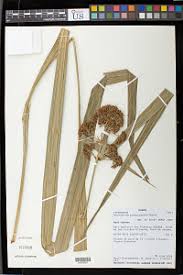 Image result for Hypolytrum heteromorphum