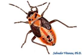 Hemiptera Heteroptera Lygaeidae Lygaeus Kalmii Small Milkweed Bug Nymph A Urban Programs El Paso County Milkweed El Paso County Monarch Butterfly