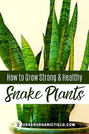 The final height and width are determined on the sansevieria variety you've chosen. How To Make Snake Plant Grow Faster Snake Plant Plants Repotting Snake Plant