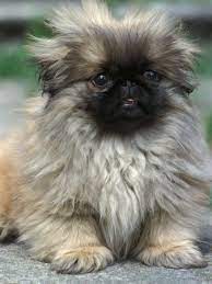 Pekingese Puppy Portrait Photographic Print Adriano Bacchella Art Com Pekingese Puppies Puppy Portraits Cute Dogs