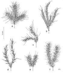 Image result for Andropogon amethystinus