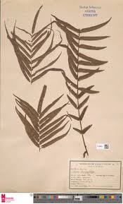 Image result for Pteris intricata