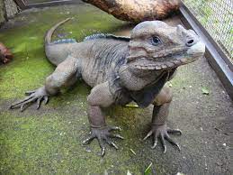 A Rare Rhinoceros Iguana Rare Animals Animals Animals Beautiful