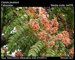 Image result for Cassia burttii
