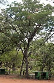 Image result for Burkea africana
