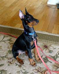 Doberman Puppy Ear Care Doberman Puppy Doberman Puppies For Sale Doberman Dogs