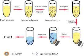 Development Of A Rapid And Sensitive Quantum Dot Based Immunochromatographic Strip By Double Labeling Pcr Products For Detection Of Staphylococcus Aureus In Food Sciencedirect
