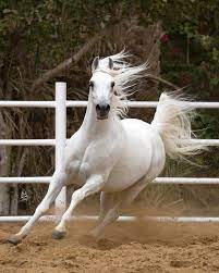 cheval blanc horses white arabian horse cute horses