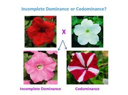So today we're going to talk about codominance and incomplete dominance but first let's review the example of blood type and how someone with the same two alleles coding for the same trait would be called homozygous and someone with different alleles would be called heterozygous also remember the concept of dominant and recessive alleles and how the a allele is dominant over the o el eel in. Codominance Examples In Flowers