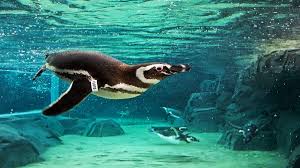 Two Years Ago Jerry Schubel President And Ceo Of The Aquarium Of The Pacific In Long Beach California Told Me Aquarium Online Ocean Underwater Field Trip