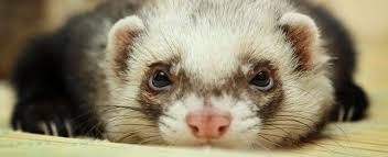 But, there are pros and cons of each procedure. 10 Things To Know Before Buying A Ferret