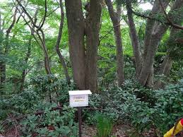 Image result for Riocreuxia chrysochroma