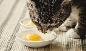 However, is spinach safe for cats? 20 Human Foods That Are Perfectly Safe To Feed Cats
