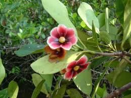 Image result for Clusiaceae