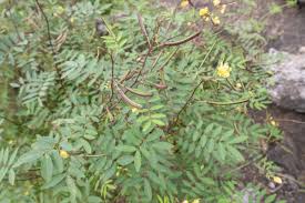 Image result for Senna sophera