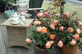 Flowers for small pots australia. Best English Roses For Pots And Containers