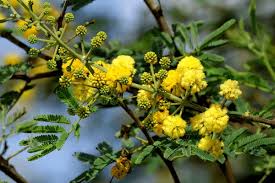 Image result for Acacia nilotica
