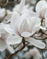 Did You Know The Beautiful Magnolia Flower Is Prehistoric Fossils Have Revealed That Magnolias Existed Popular Flowers Beautiful Flowers Most Popular Flowers