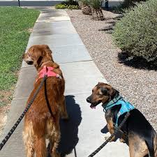 Marc Colucci (@high5petcare) • Instagram photos and videos