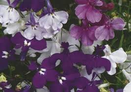 Image result for Jamesbrittenia carvalhoi