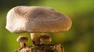 Shiitake Pilze Hochwertige Eiweisslieferanten Shiitake Pilze Pilze Shiitake