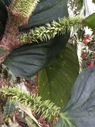 Philodendron Squamipetiolatum Nse Tropicals In 2020 Philodendron Plants Plant Leaves