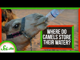 Blood types depend on the content of the blood cells and are inherited from parents. Nerdfighteria Wiki Where Do Camels Store Their Water