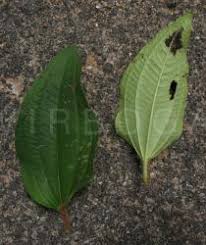 Image result for Melastomastrum