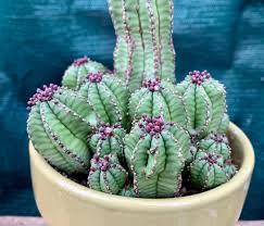 Image result for Euphorbia pfeilii