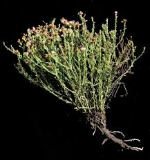 Image result for Litogyne gariepina