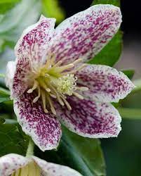 Below are member comments regarding how to plant freckles clematis. Clematis Cirrhosa Freckles Hayloft