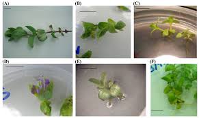 Image result for Ocimum minutiflorum