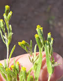 Image result for Microglossa