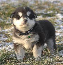 Alaskan Malamute Puppy Puppies For Sale In Ontario Cost Price Purebred Alaskan Malamute Puppies Alaskan Malamute Puppies Malamute Puppies Malamute