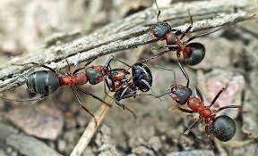 Ameisen Bekampfen Selbst De Ameisen Bekampfen Ameisen Was Hilft Gegen Ameisen