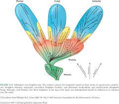 Twisted Tree Of Life Award 2 Science Friday On The Five Kingdoms Jonathan Eisen S Lab