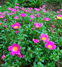 7 manfaat bunga krokot (bunga pukul 9). 7 Manfaat Bunga Krokot Bunga Pukul 9 Portulaca Oleracea 2019 Afrid Fransisco