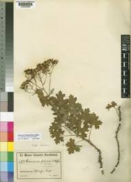 Image result for Cineraria deltoidea