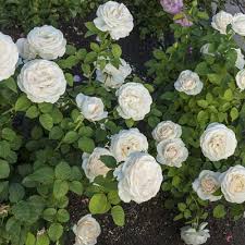 What are the hours of operation for bare root roses? Easy Spirit Floribunda Roses Spring Hill Nurseries